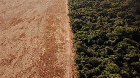 Desmatamento Na Amaz Nia Brasileira Aumenta Em Mar O Mundo