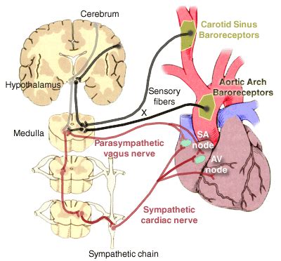 Exercise Physiology: Cardio/CNS contribution