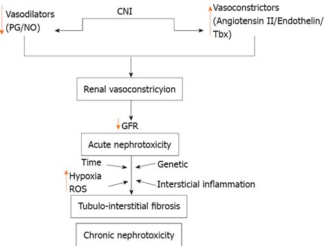 Calcineurin Inhibitors Nephrotoxicity Mechanism CNI Calcineurin