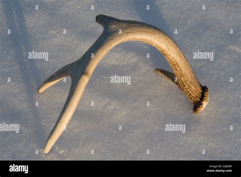 Shed Whitetail Deer Antler On Snow Minnesota Usa Stock Photo Alamy