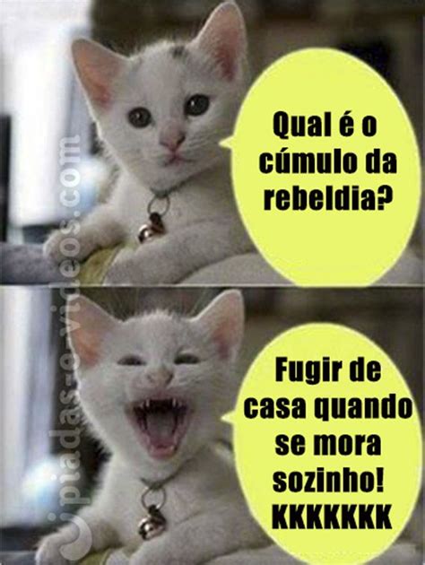 Piadas E Videos Piadas E V Deos Em Memes Gatinho Engra Ado Piadas