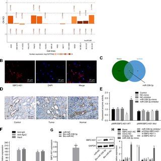 Sbf As Promotes Tumor Growth In Nude Mice Via Mir P And Ets A