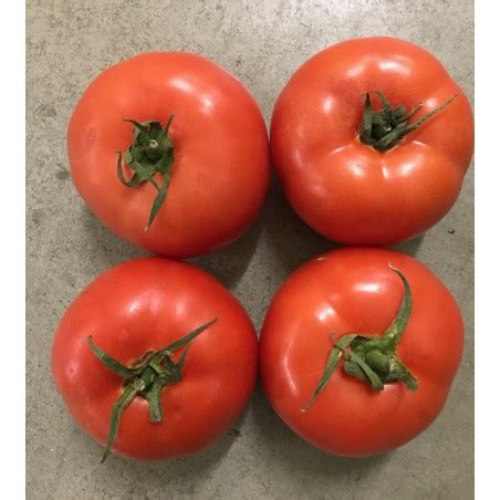 TOMATES 77 A Farcir Lot De 4 FRANCE