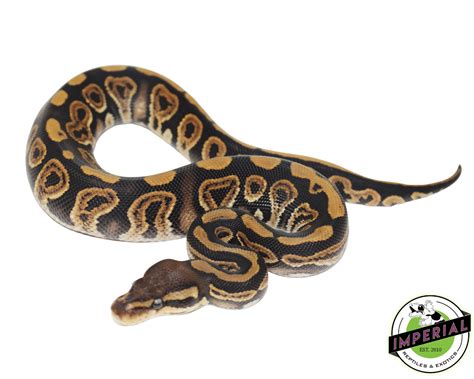 Black Pastel Ball Python For Sale - Imperial Reptiles – IMPERIAL ...