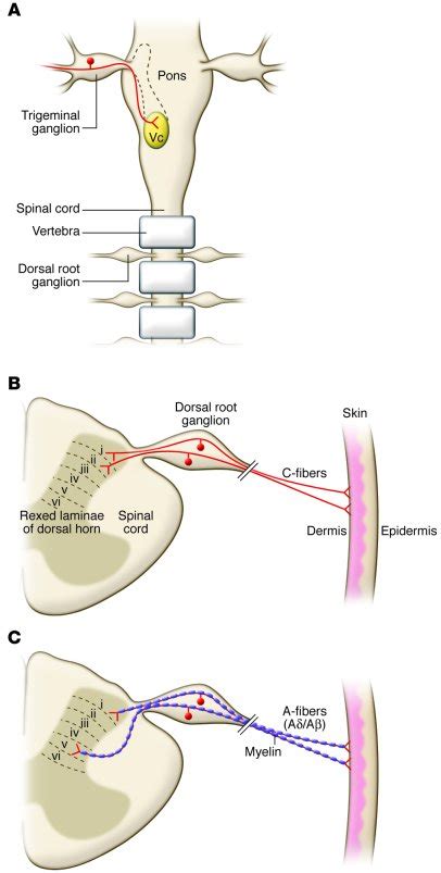 Nociceptors; Pain Receptors; Receptors, Pain