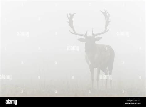 Male Fallow Deer Cervus Dama On Misty Morning Hesse Germany Stock