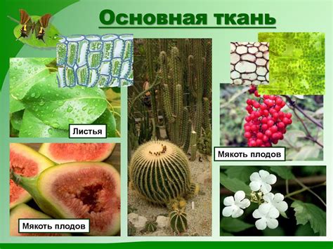 Ткани растений (растительные ткани). Биология. 6 класс - презентация онлайн