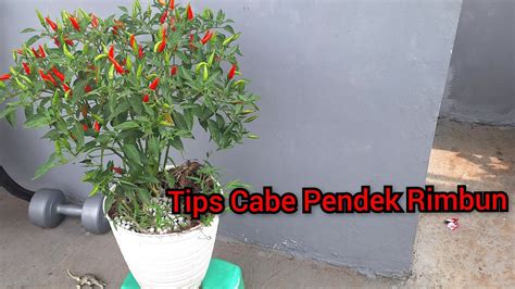 Tips Cabe Pendek Rimbun Buah Youtube