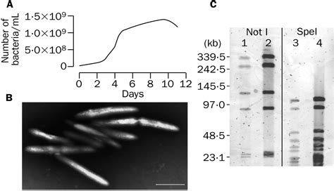 Genome Based Design Of A Cell Free Culture Medium For Tropheryma