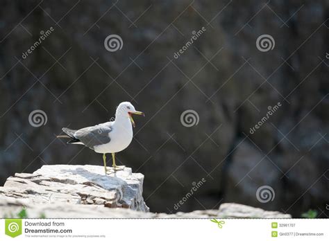 Gaivota De Cauda Negra Da Ilha De Hailu Imagem De Stock Imagem De Amor Porcelana 32961707