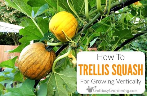 How To Trellis Squash For Growing Vertically Get Busy Gardening