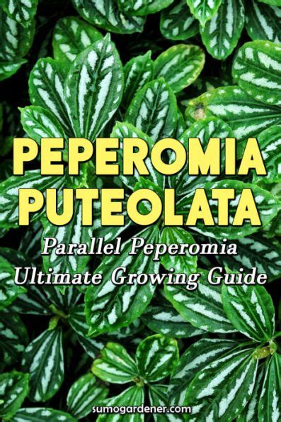 Peperomia Puteolata Parallel Peperomia Ultimate Growing Guide Sumo