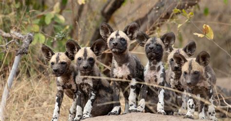 Golden Retriever Raises Endangered African Wild Dog Pups In Zoo