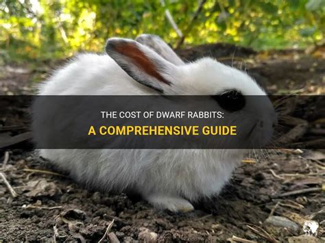 The Cost Of Dwarf Rabbits A Comprehensive Guide Petshun