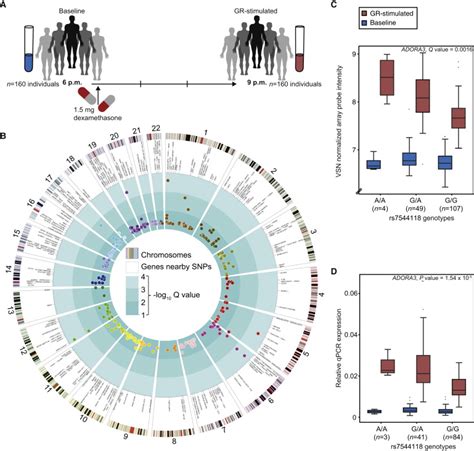 Gr Response Modulating Cis Eqtls Download Scientific Diagram