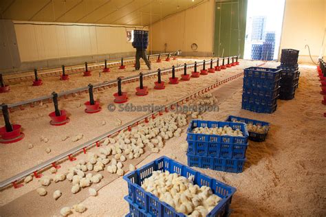 Photographie Arrivee De Poussins De Chair Dans Un Batiment Industriel