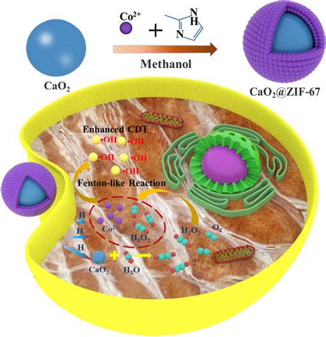 Schematic Diagram Of Synthesis And Antitumor Mechanism Of Cao Zif