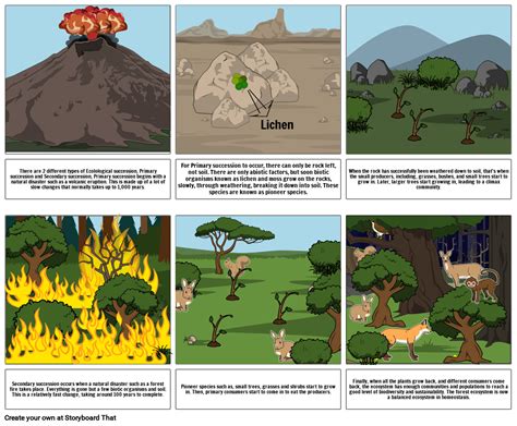 Ecological Succession Storyboard Por 3e2b600b