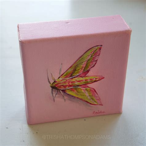 Elephant Hawk Moth Study Mini Original Oil Painting Trisha Thompson Adams