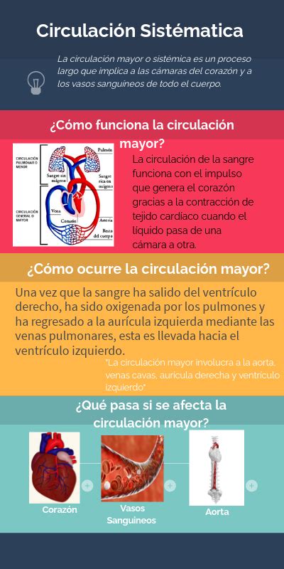 Infografía de Circulación Sistémica