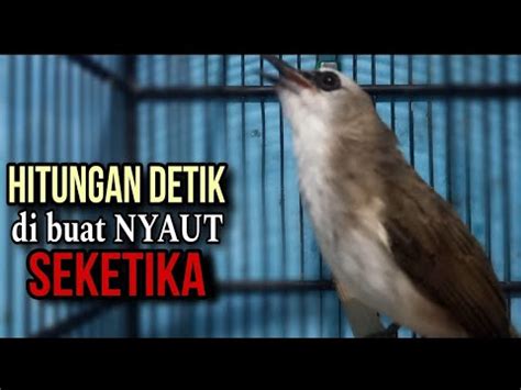 Suara Trucukan Ngalas Gacor Memanggil Lawan Ampuh Buat Pancingan Trucuk