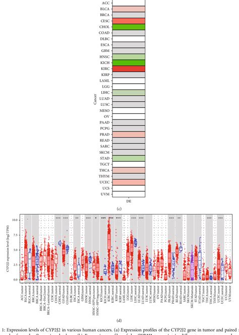 Figure 1 From CYP2J2 Is A Diagnostic And Prognostic Biomarker