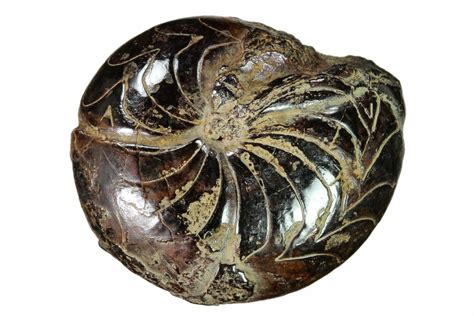 1.25" Fossil Goniatite (Prionoceras) - Morocco (#162615) For Sale ...