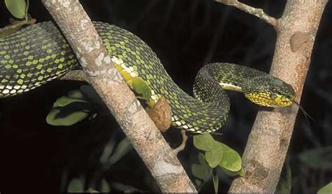 Same and different: A new species of pit viper from Myanmar