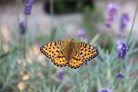 Schmetterling Perlmutt Natur Kostenloses Foto Auf Pixabay Pixabay