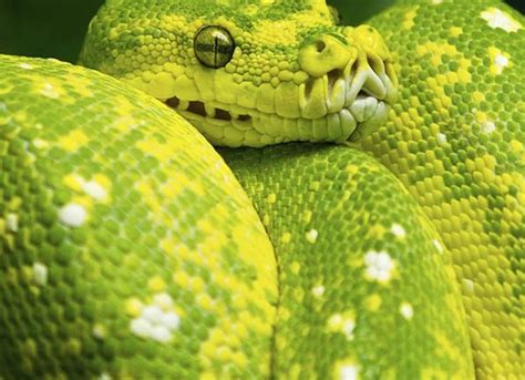 Boa Constrictor | PetMD