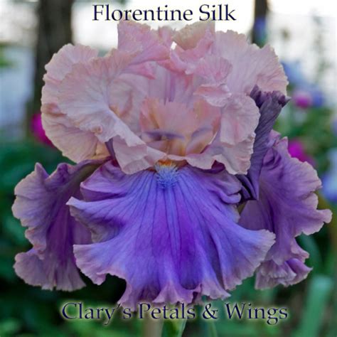 Florentine Silk 2005 Tall Bearded Iris Petalswings