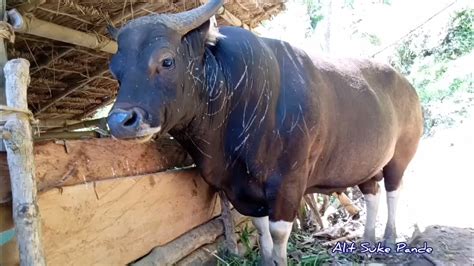 Sapi Bali Jumbo Dari Tambakan Youtube