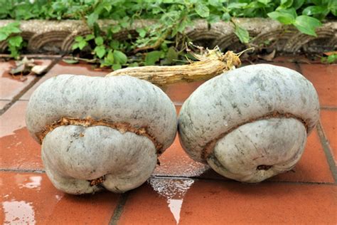 Zucca Cappello Del Prete Cucurbita Maxima Aridocoltura