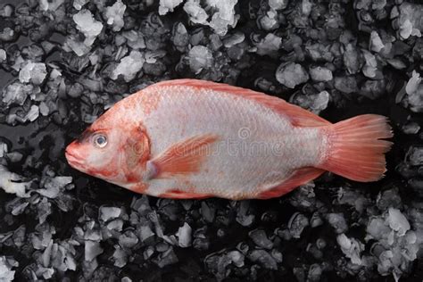 Ice Fish Tilapia Stock Photos Free Royalty Free Stock Photos