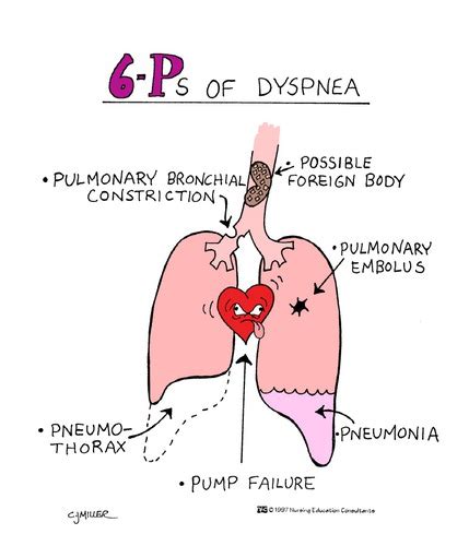 Ch 27 Pulmonary Function Flashcards Quizlet