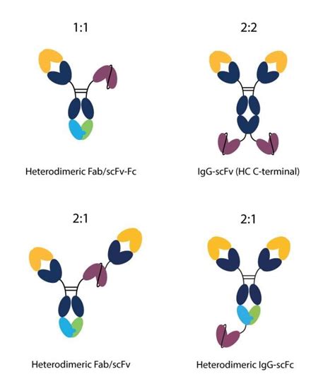 Approaching Bispecific Antibody Engineering Drug Discovery World DDW