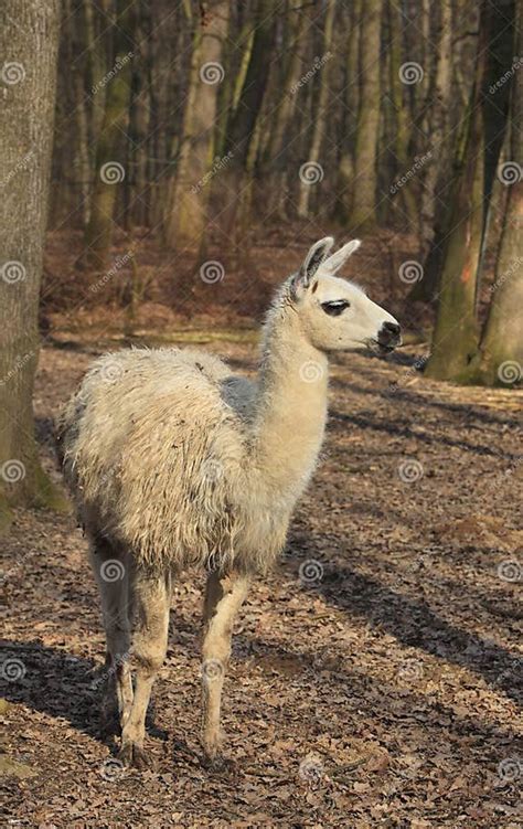 Llama Lama Glama Stock Photo Image Of Lama Heed Farm 8830318