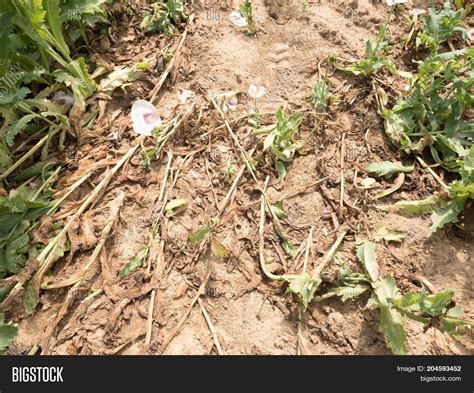 White Poppy Flower Image & Photo (Free Trial) | Bigstock