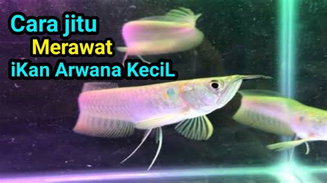 Cara Merawat Ikan Arwana Kecil Youtube