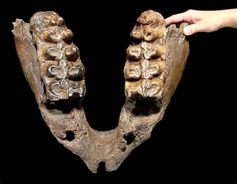 GOMPHOTHERE FOSSIL JAW MANDIBLE SHOVELTUSK GOMPHOTHERIUM FOSSILS TEETH