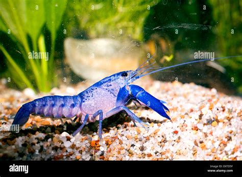Pet Freshwater Crayfish Blue Yabby In Aquarium Stock Photo Alamy