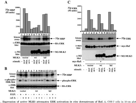 Figure From Cross Talk Between Jnk Sapk And Erk Mapk Pathways