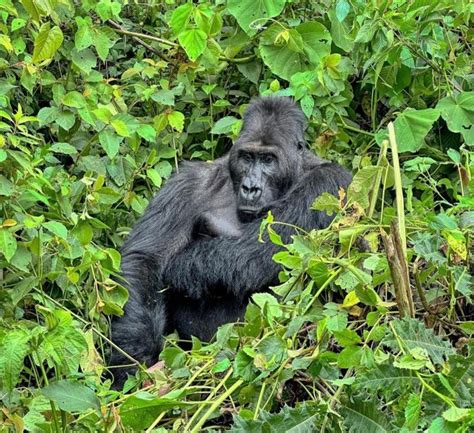 Gorilla Habituation Experts In Uganda Eco Adventure Safaris