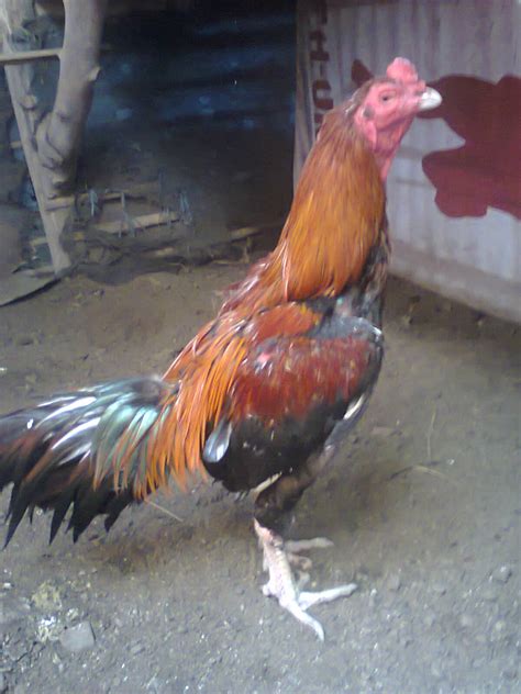 Ayam Bangkok (Koleksi trah jawara ayam bangkok indramayu): Peternak ...