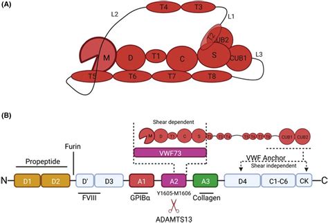 Mechanisms Of ADAMTS13 Regulation Journal Of Thrombosis And Haemostasis