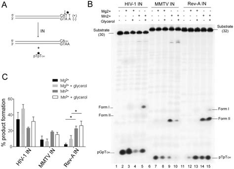 (A) Schematic of blunt-ended vDNA substrate processed by IN adjacent to ...
