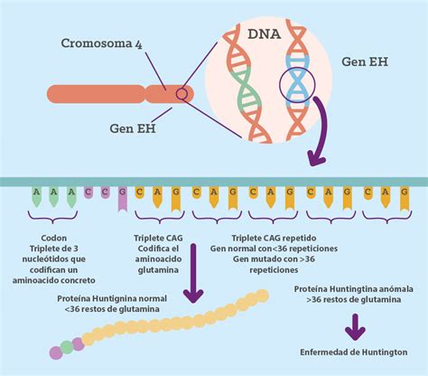 Causas De La Enfermedad De Huntington Roche Pacientes