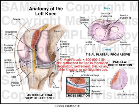 Anatomy Of The Left Knee Medical Illustration Medivisuals