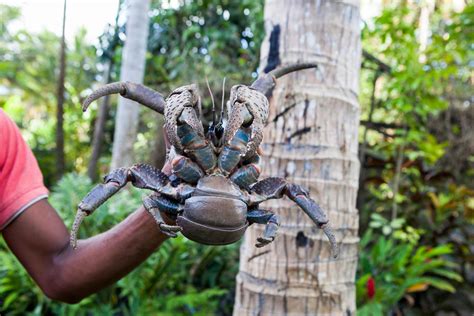 Antoine Boureau Crabe Des Cocotiers Le D Efate Vanuatu Coconut