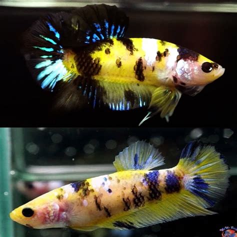 Betta Siamese Fighting Fish Koi Galaxy Yellow Halfmoon Plakat Male